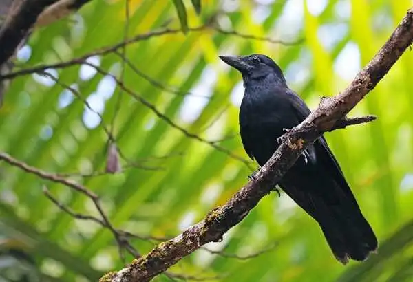 Állati intelligencia